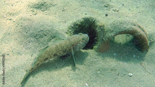 Male of Black goby (Gobius niger) is hidden in ancient amphorae buried in the sandy bottom.
 photo