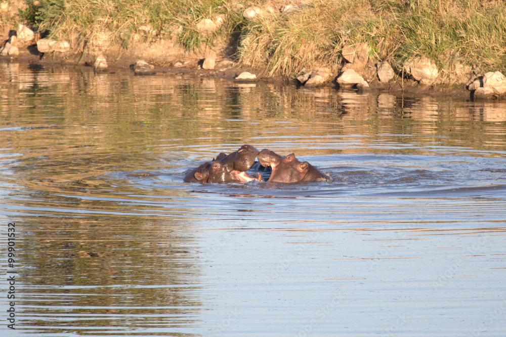 Fototapeta premium Hippo in Zimbabwe