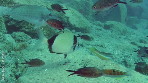 Various marine fish on the background of the rocky bottom.
 photo