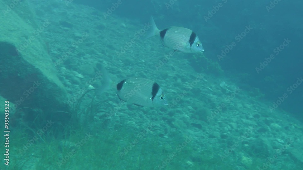 Several marine fish Common two-banded sea bream (Diplodus vulgaris) swims slowly against the background of the underwater rocks.
