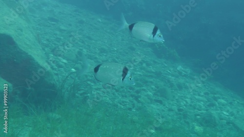 Several marine fish Common two-banded sea bream (Diplodus vulgaris) swims slowly against the background of the underwater rocks.
 photo