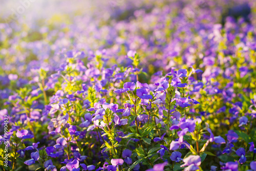 Brazilian Snapdragon or Blue Hawaii flower in the meadow