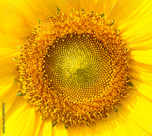 Close up Sunflowers