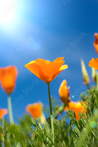 Fototapeta Naklejka Na Ścianę i Meble -  Beautiful orange flowers and blue sky background