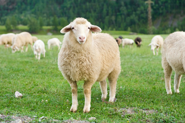 Ingelijste posters Schaap Schapen in bergweide tussen toppen  © Alexandr Vasilyev