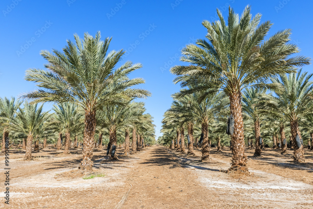 Fototapeta premium Plantation of date palms