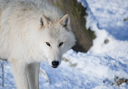 Fototapeta Naklejka Na Ścianę i Meble -  arctic Wolf in a snow covered forest