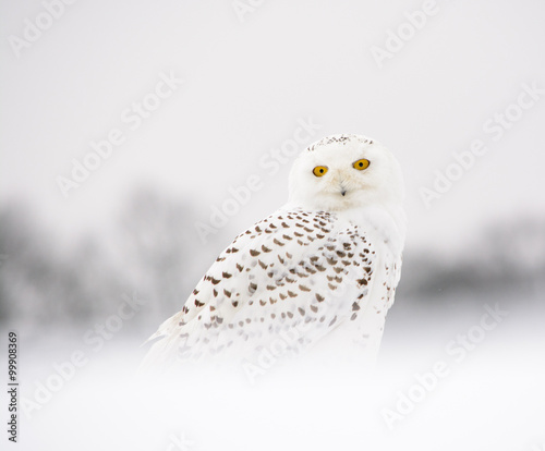 snow owl on a snow