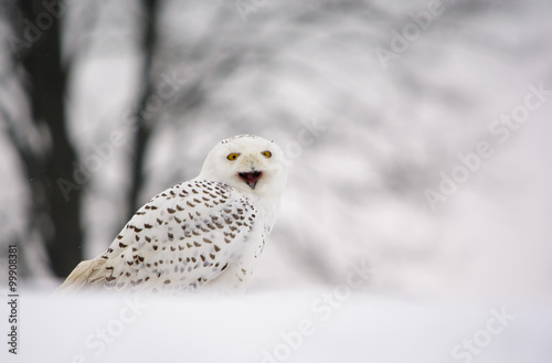 snow owl on a snow