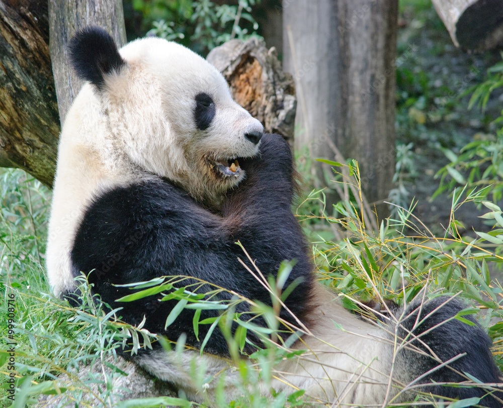 Naklejka premium giant panda bear is eating a bamboo