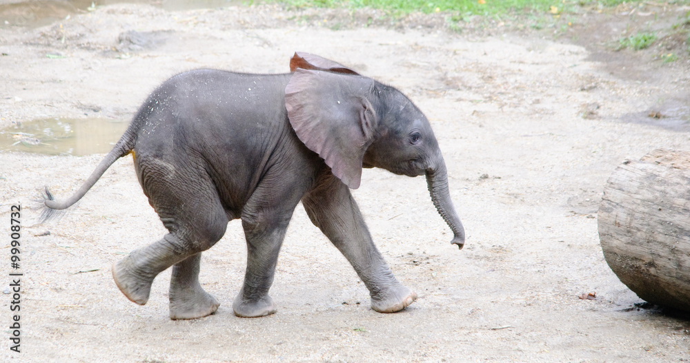 Fototapeta premium running small african elephant baby