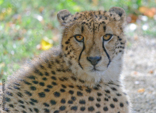 Canvas Print close up portrait of cheetah