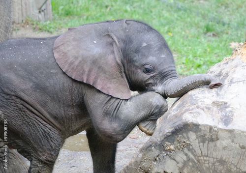 playing small elephant baby