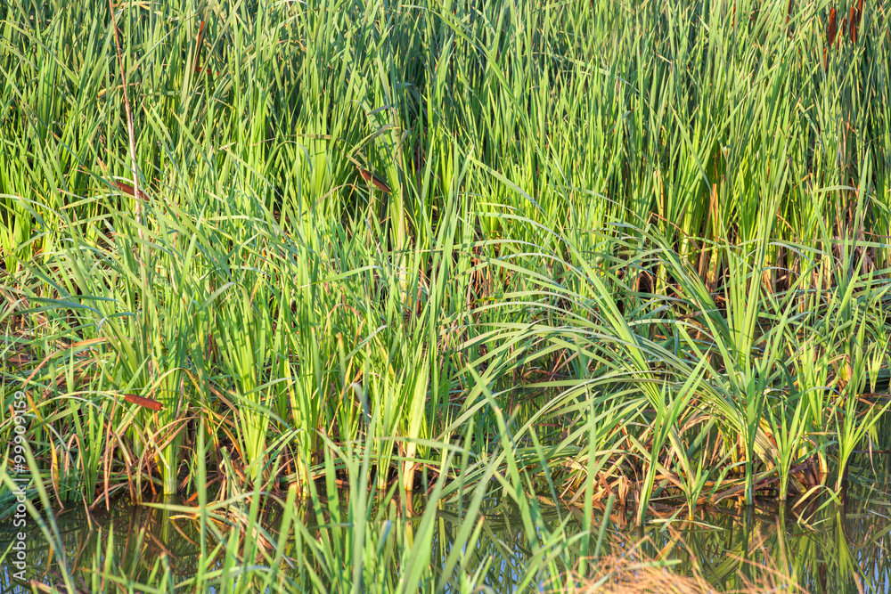 Obraz premium swamp with green reed