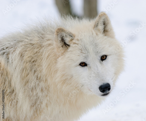 arctic Wolf portrait