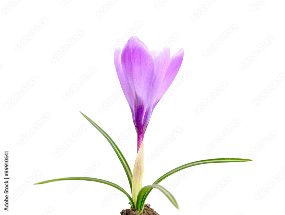 Fototapeta premium Crocus isolated on white