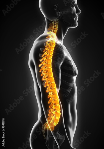 Foto Human Male Spine Anatomy