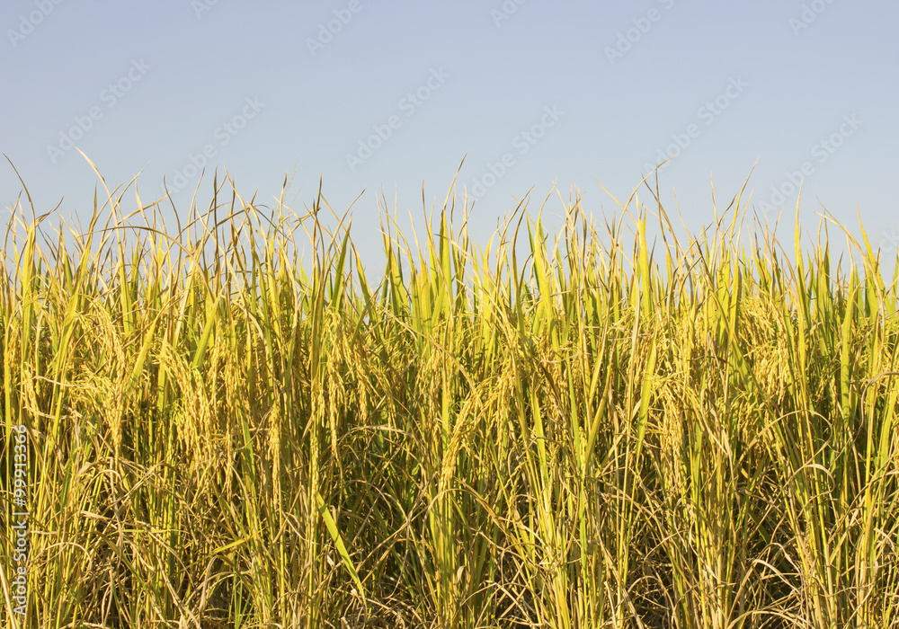 Fototapeta premium rice field