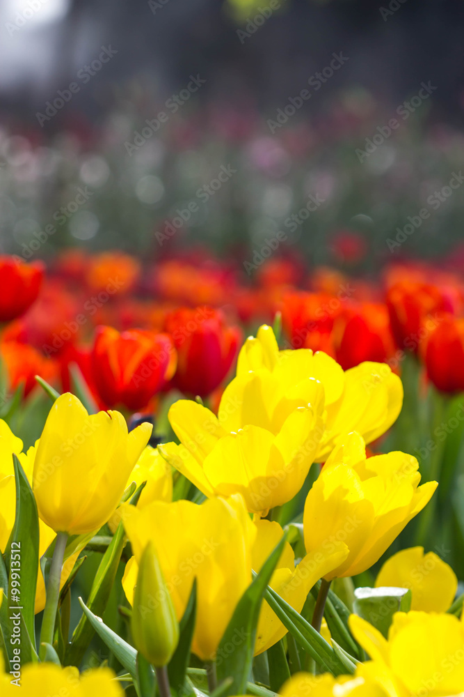 Obraz premium cute yellow tulip in garden