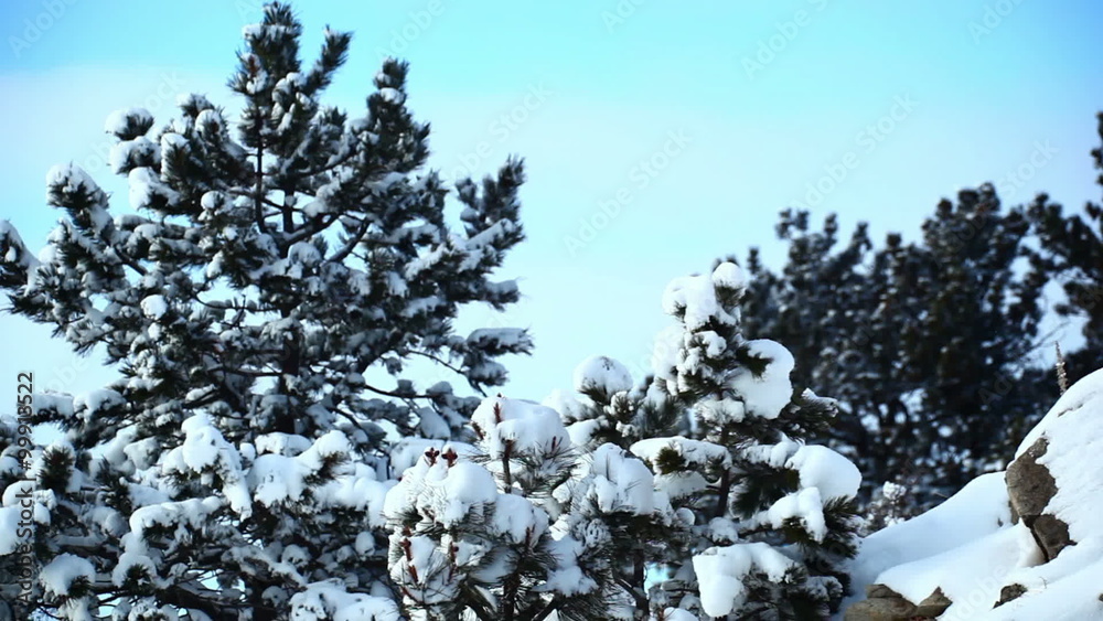 Snowy Trees in Wyoming Snowy Trees in Wyoming