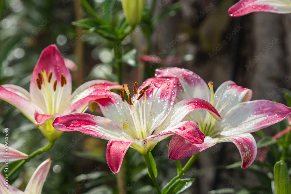 pink lily on nature background