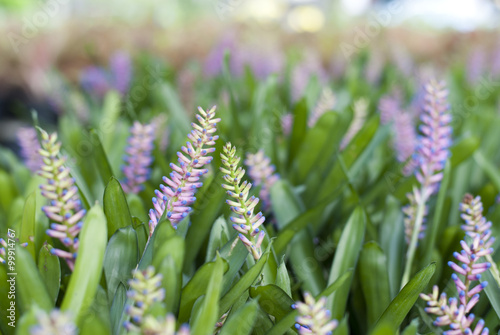 Bromeliad, Aechmea gamosepala photo