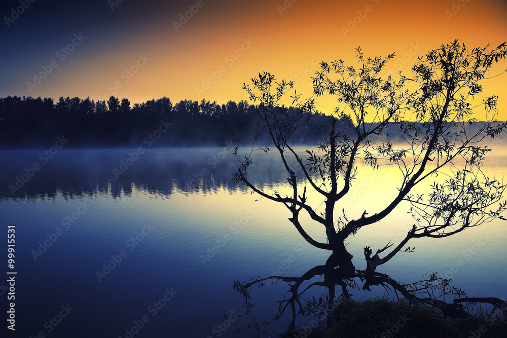 Lonely tree growing in a pond at sunrise Lonely tree growing in a pond at sunrise