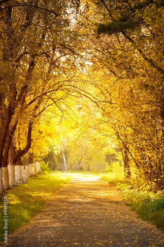 Fototapeta Naklejka Na Ścianę i Meble -  Autumn alley