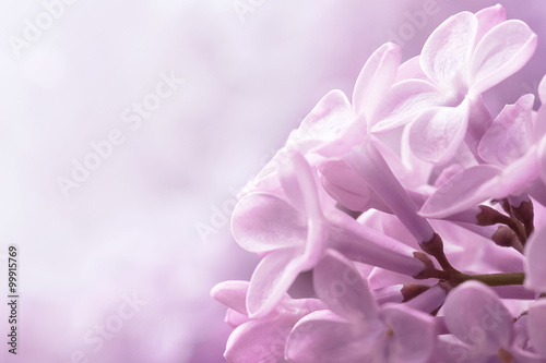Lilac flowers close-up © Alexandr Vasilyev