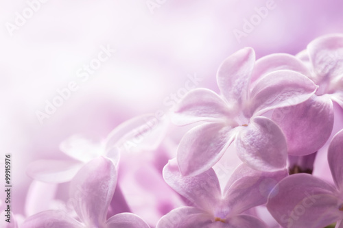 Lilac flowers close-up