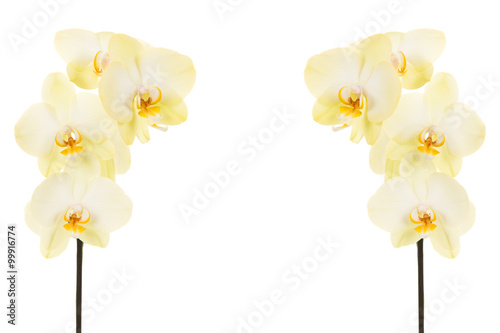 Two vertical blooming orchid branch with stem and white flowers on the sides isolated on a white background