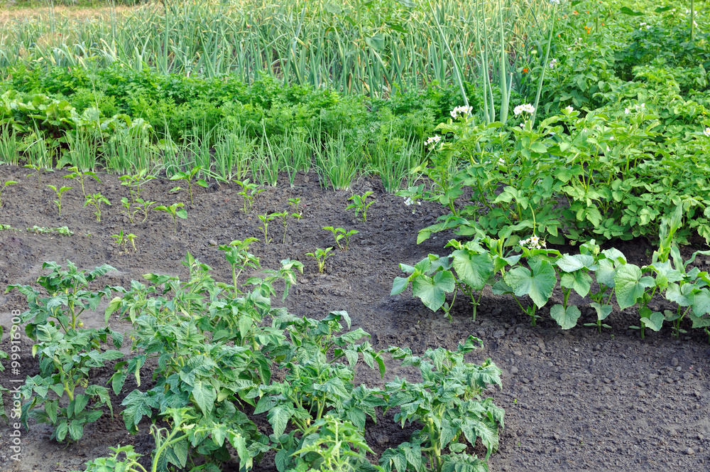 vegetable garden vegetable garden