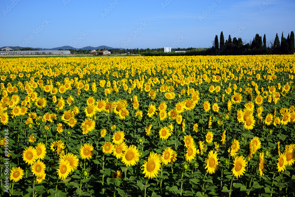 Sunflowers Sunflowers