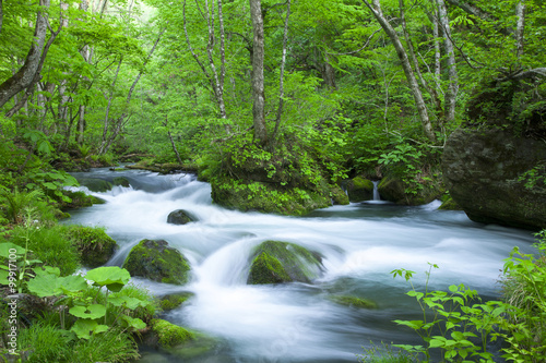 Fototapeta Naklejka Na Ścianę i Meble -  Stream in green forest