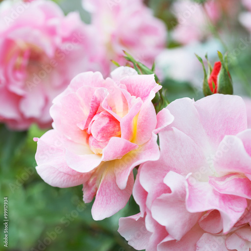 Flower of pink rose