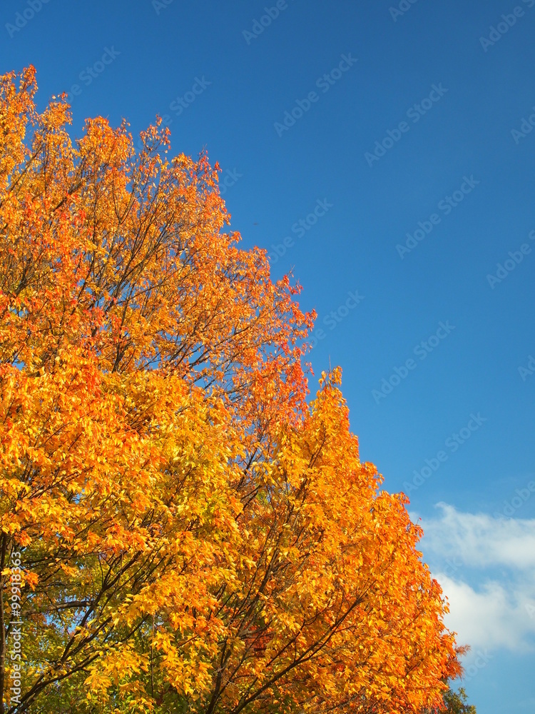 Fototapeta premium トウカエデの黄葉