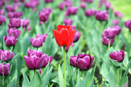 garden with purple and one red tulip flower