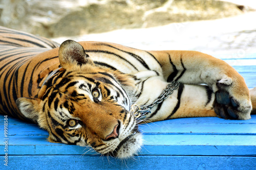 Fototapeta Naklejka Na Ścianę i Meble -  Tiger looking.