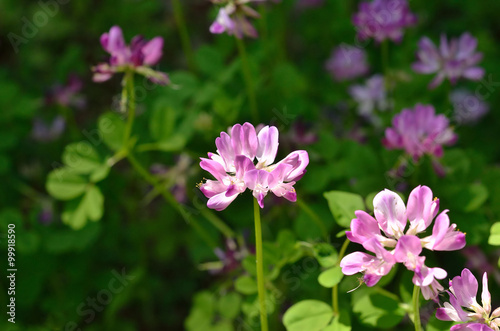 レンゲ畑　春, vetch flowers.