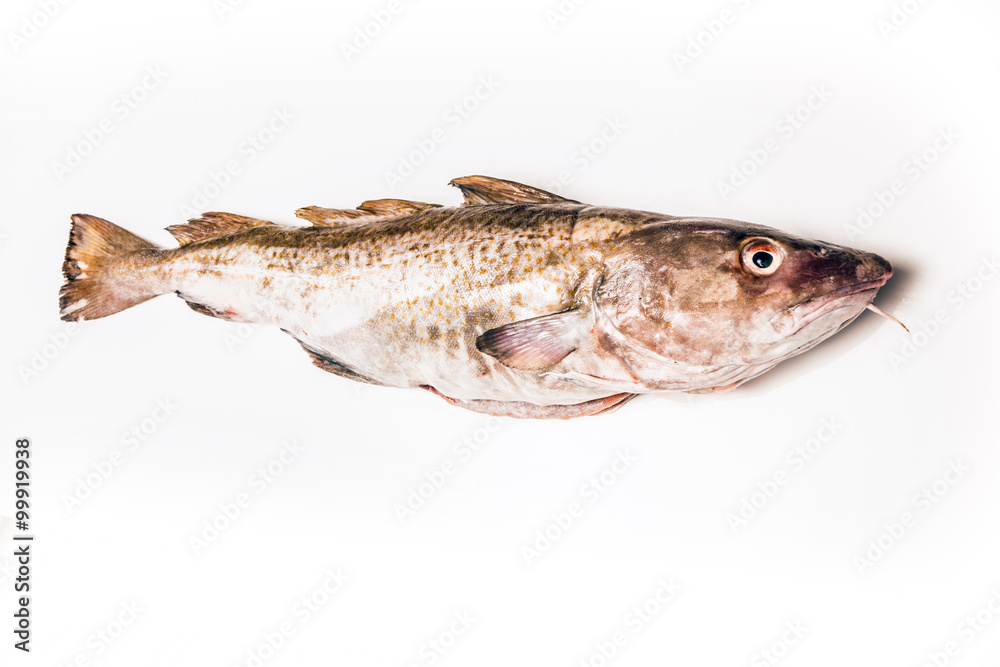 Whole Atlantic cod (Gadus morhua) fish, Isolated on a white stud Whole Atlantic cod (Gadus morhua) fish, Isolated on a white stud