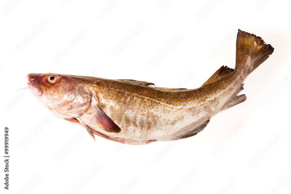Whole Atlantic cod (Gadus morhua) fish, Isolated on a white stud Whole Atlantic cod (Gadus morhua) fish, Isolated on a white stud