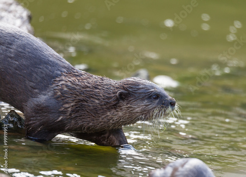 Otter © shaunwilkinson