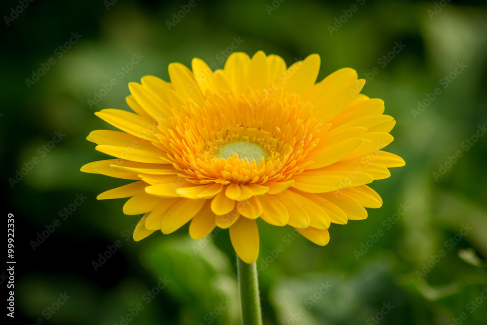 Beautiful gerbera flower on the outdoor garden Beautiful gerbera flower on the outdoor garden