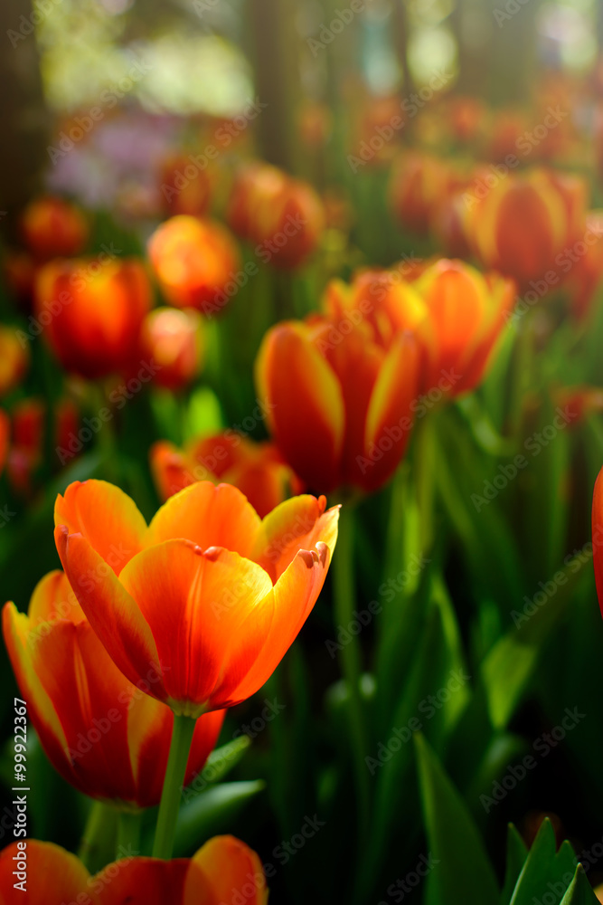 Beautiful orange tulip flower in the garden Beautiful orange tulip flower in the garden