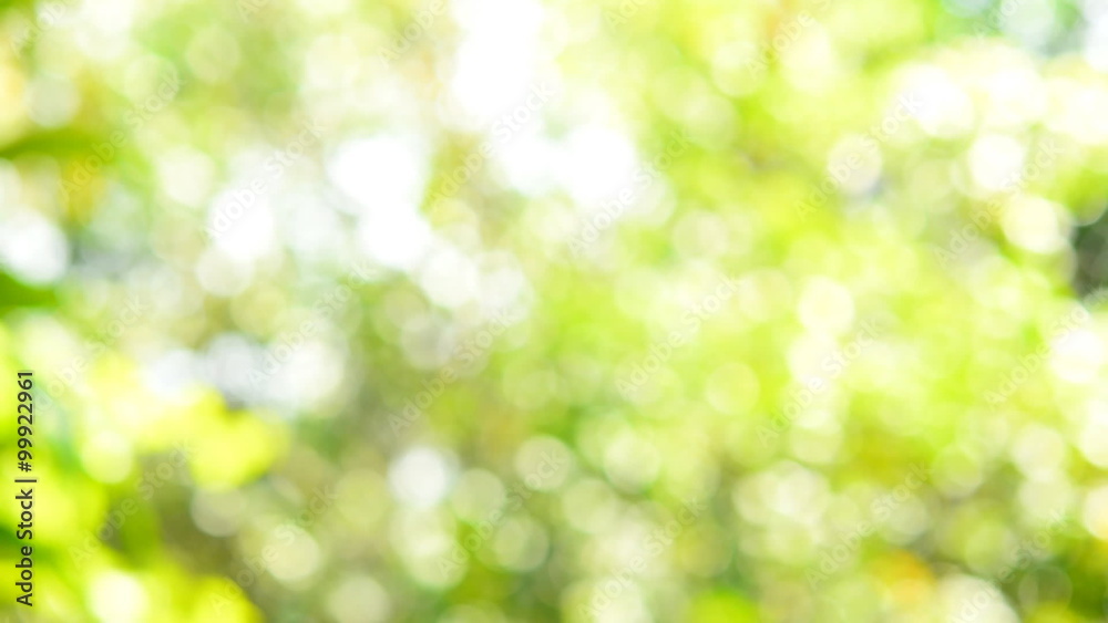 Defocused abstract nature background with leaves and bokeh lights. Defocused abstract nature background with leaves and bokeh lights.