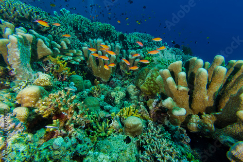 Fish Coral in Coral reef