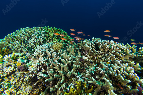 Fish Coral in Coral reef