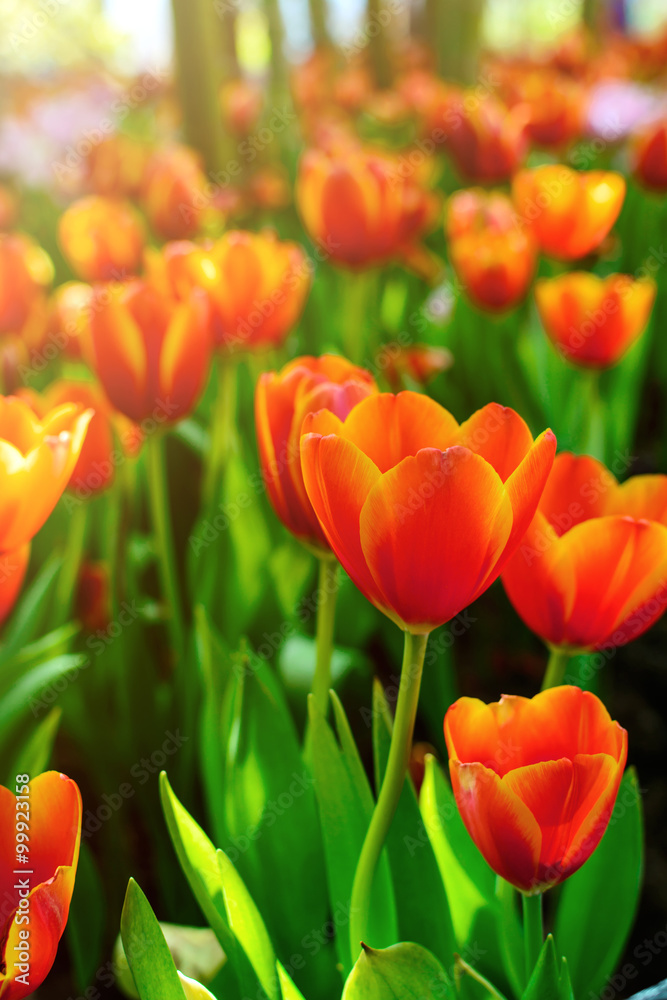 Beautiful orange tulip flower in the garden Beautiful orange tulip flower in the garden