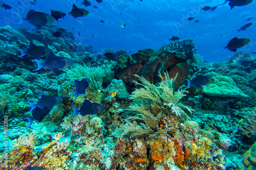 Fototapeta Naklejka Na Ścianę i Meble -  Redtooth Triggerfish in Coral Reef