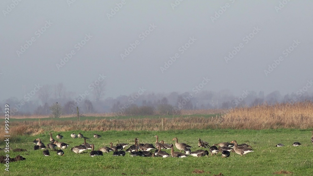 wild geese standing on the field and looking for food wild geese standing on the field and looking for food